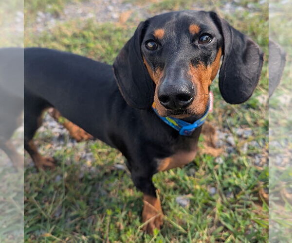 Medium Photo #3 Dachshund Puppy For Sale in Shelbyville, TN, USA
