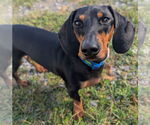 Small #2 Dachshund