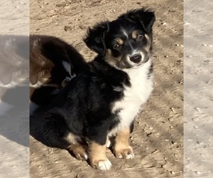 Miniature Australian Shepherd Puppy for sale in FORT MORGAN, CO, USA
