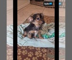 Small #1 Yorkshire Terrier