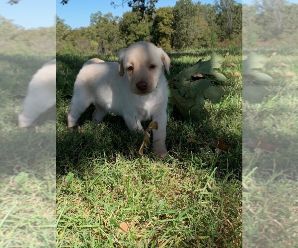 Medium Photo #3 Labrador Retriever Puppy For Sale in LEASBURG, MO, USA