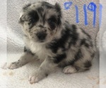 Small Photo #10 Australian Shepherd Puppy For Sale in SUNNYVALE, CA, USA