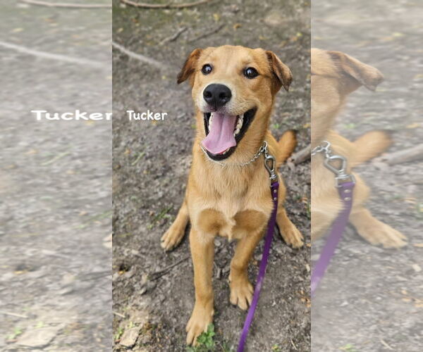Medium Photo #1 Mutt Puppy For Sale in Ridgefield, CT, USA