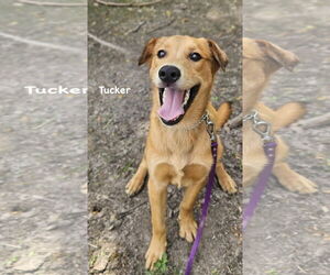 Mutt Dogs for adoption in Ridgefield, CT, USA