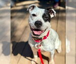 Small #11 American Bulldog-Labrador Retriever Mix