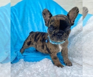 French Bulldog Puppy for sale in LAS VEGAS, NV, USA