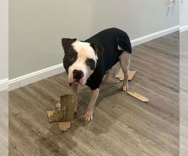 Medium Photo #4 Mutt Puppy For Sale in Rockville, MD, USA