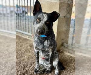 Medium Australian Cattle Dog