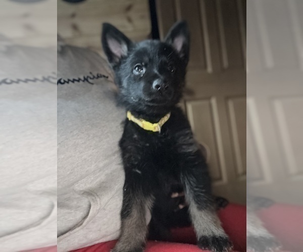 Medium Photo #3 German Shepherd Dog Puppy For Sale in SUMPTER TWP, MI, USA