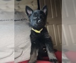 Small #2 German Shepherd Dog