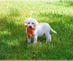 Small #6 Labrador Retriever