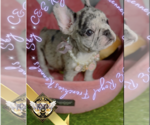 French Bulldog Puppy for sale in ATHENS, GA, USA