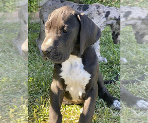 Great Dane Puppy for sale in SOUTH GATE, CA, USA