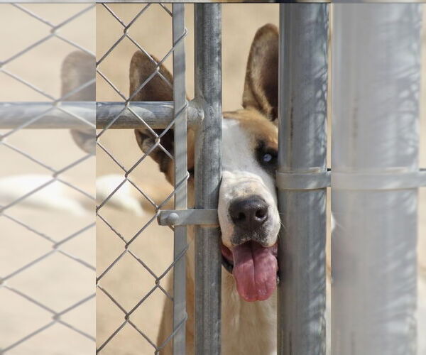 Medium Photo #3 Great Dane-Unknown Mix Puppy For Sale in Los Angeles, CA, USA