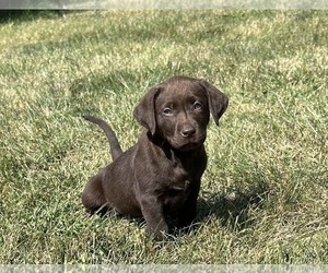 Labrador Retriever Puppy for Sale in INDIANAPOLIS, Indiana USA