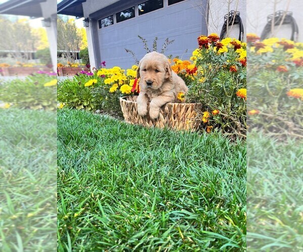 Medium Photo #4 Golden Retriever Puppy For Sale in LA HABRA, CA, USA