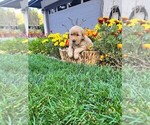 Small Photo #4 Golden Retriever Puppy For Sale in LA HABRA, CA, USA