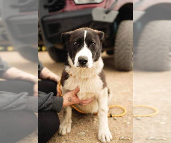Medium Photo #2 Mutt Puppy For Sale in Calgary, Alberta, Canada