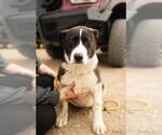 Small Photo #2 Mutt Puppy For Sale in Calgary, Alberta, Canada
