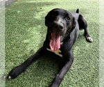 Small Photo #2 Mutt Puppy For Sale in Royal Palm Beach, FL, USA