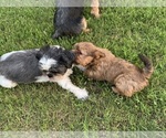 Small Photo #45 Shorkie Tzu Puppy For Sale in EDMOND, OK, USA