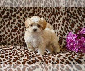 Shih-Poo Puppy for sale in MILLERSBURG, OH, USA