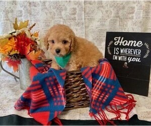 Cavapoo-Poodle (Miniature) Mix Puppy for sale in ORO VALLEY, AZ, USA