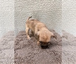 Small #3 Chiweenie-Jack Russell Terrier Mix