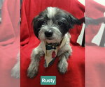 Small #2 Shih Tzu Mix