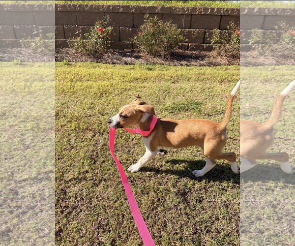 Medium Photo #5 Coonhound-Jack Russell Terrier Mix Puppy For Sale in Ball Ground, GA, USA