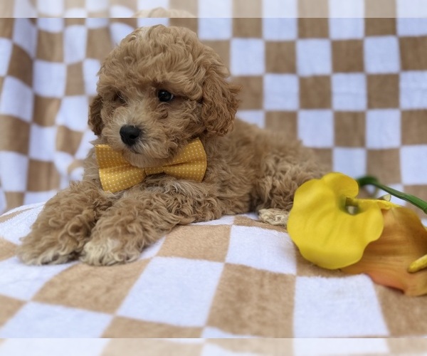 Medium Photo #5 Bichpoo Puppy For Sale in LAKELAND, FL, USA