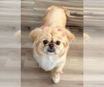 Small #1 Pekingese