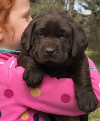 Labrador Retriever Puppy for sale in OCHLOCKNEE, GA, USA