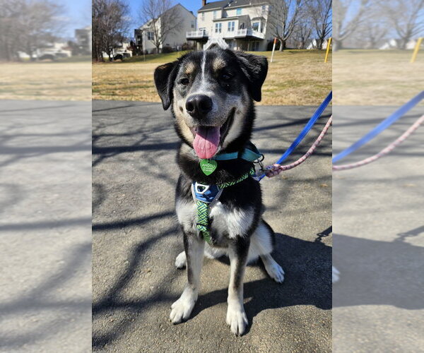 Medium Photo #19 German Shepherd Dog-Unknown Mix Puppy For Sale in Silver Spring, MD, USA