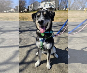 Honeysuckle - Female German Shepherd Dog-Unknown Mix Dog for Adoption - Photo #19