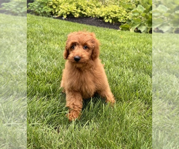 Medium Photo #8 Goldendoodle mix (+ Poodle Miniature) Puppy For Sale in NOBLESVILLE, IN, USA