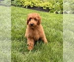 Small #7 Goldendoodle mix (+ Poodle Miniature)