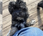 Puppy 2 Poodle (Toy)-ShihPoo Mix