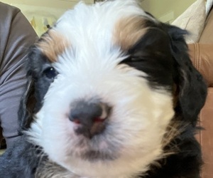Bernedoodle-Bernese Mountain Dog Mix Puppy for sale in ERIE, CO, USA