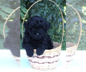 Poodle (Miniature) Puppy for sale in FREDERICKSBURG, OH, USA