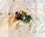 Small #13 Morkie