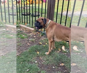 Father of the Boxer puppies born on 12/27/2025