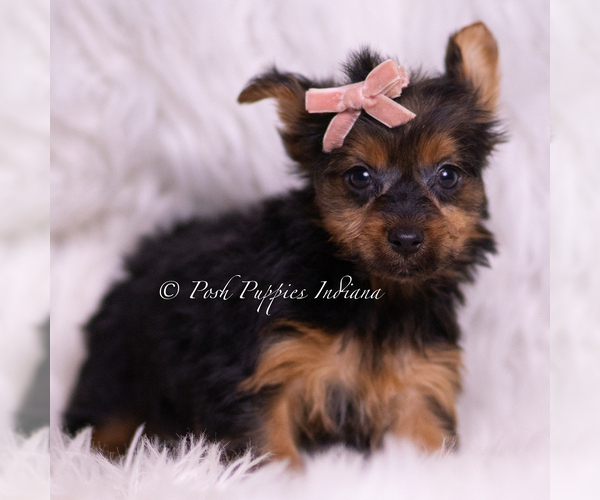 Medium Photo #25 Yorkshire Terrier Puppy For Sale in WARSAW, IN, USA