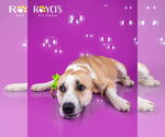 Small #9 Labrador Retriever Mix