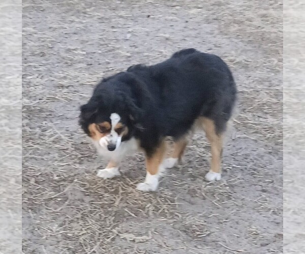 Medium Photo #1 Miniature Australian Shepherd Puppy For Sale in OSHKOSH, NE, USA
