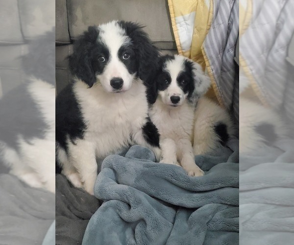 Medium Photo #3 Aussiedoodle Miniature -Poodle (Standard) Mix Puppy For Sale in GOSHEN, IN, USA