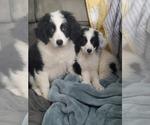 Small Photo #3 Aussiedoodle Miniature -Poodle (Standard) Mix Puppy For Sale in GOSHEN, IN, USA
