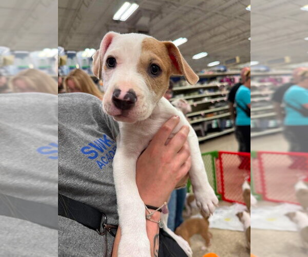 Medium Photo #3 Mutt Puppy For Sale in Wenonah, NJ, USA