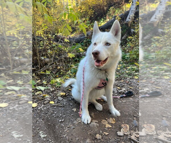 Medium Photo #2 Siberian Husky Puppy For Sale in Salt Lake City, UT, USA