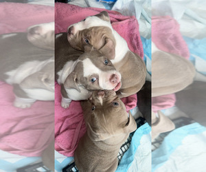 American Bully Puppy for sale in BROOKLYN, NY, USA